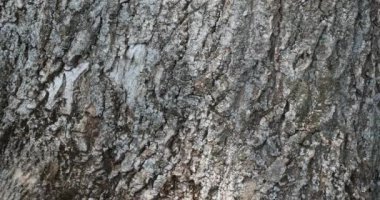 Avrupa külleri veya yaygın kül olarak da bilinen kül kabuğunun ayrıntıları (Fraxinus Excelsior)