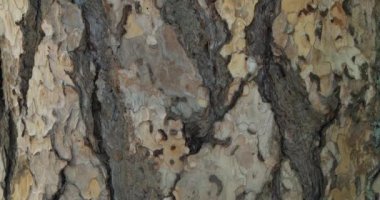 Avusturya çamı ya da kara çam kabuğunun ayrıntıları (Pinus Nigra)