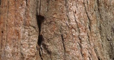 Dev Sekoya, Sierra Sekoya, Sierran Sekoya, Wellingtonia ya da basitçe büyük ağaç olarak da bilinir.