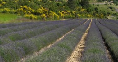 Aurel, Provence-Alpes-Cte dAzur, Vaucluse Departmanı, Fransa. Lavanta tarlası. Arka planda Aurel adında bir köy var.