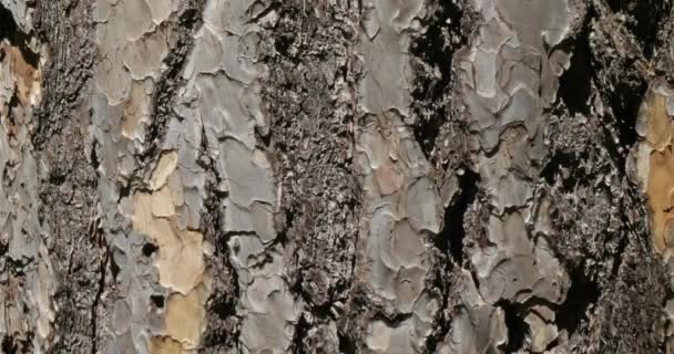 Détails Écorce Pin Autrichien Pin Noir Pinus Nigra — Video
