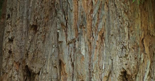 巨大的红杉也被称为巨大的红杉 塞拉红杉 锡兰红杉 威灵顿红杉 或者仅仅是大树 — 图库视频影像
