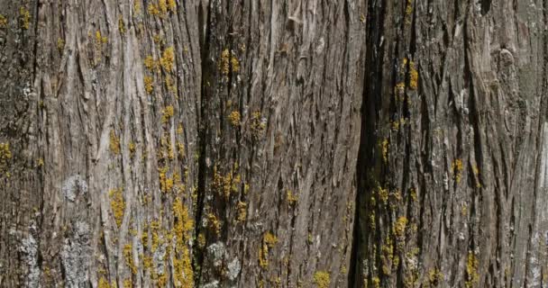 Details Der Rinde Der Kahlen Zypresse Taxodium Distichum — Stockvideo
