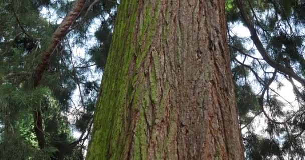 Γίγαντας Sequoia Επίσης Γνωστή Γίγαντας Redwood Sierra Redwood Sierran Redwood — Αρχείο Βίντεο