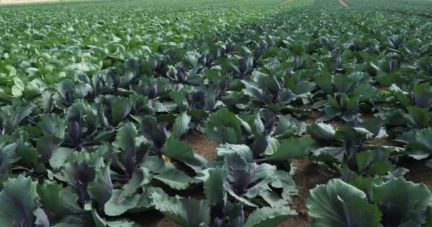 Поле Капусты Brassicaceae Отдел Финистера Бретань Франция — стоковое видео