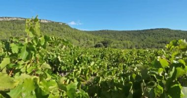 Üzüm bağları, Pic saint Loup, Claret, Occitanie, Fransa