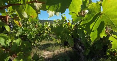 Üzüm bağları, Pic saint Loup, Claret, Occitanie, Fransa