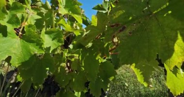 Üzüm bağları, Pic saint Loup, Claret, Occitanie, Fransa