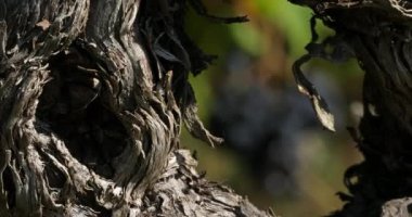 Üzüm bağları, Pic saint Loup, Claret, Occitanie, Fransa