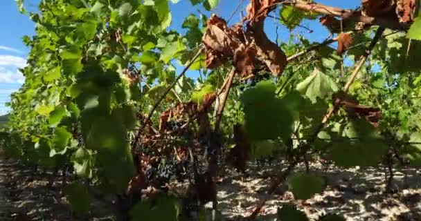 Viñedos Pic Saint Loup Claret Occitanie Francia — Vídeos de Stock