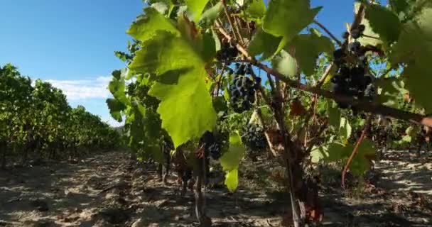 Winnice Pic Saint Loup Claret Occitanie Francja — Wideo stockowe