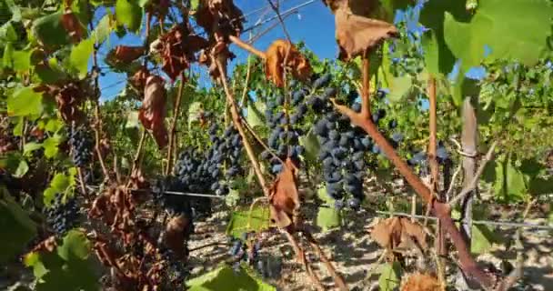 Vinhedos Pic Saint Loup Claret Occitanie França — Vídeo de Stock