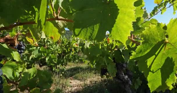 Viñedos Pic Saint Loup Claret Occitanie Francia — Vídeo de stock