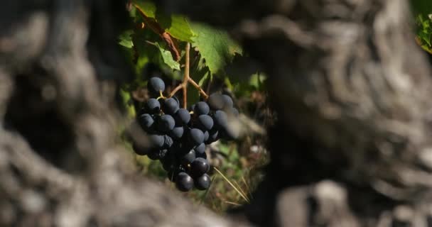Wijngaarden Pic Saint Loup Claret Occitanie Frankrijk — Stockvideo