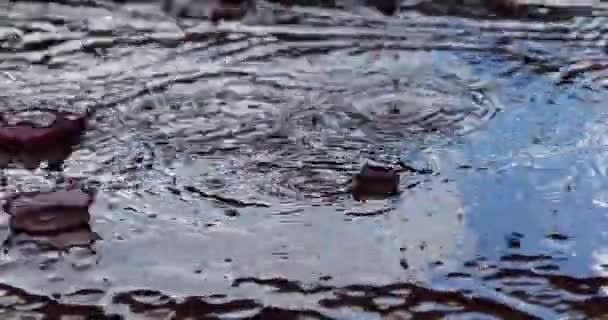 Şarap Fabrikası Claret Pic Saint Loup Herault Departmanı Occitanie Fransa — Stok video