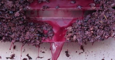 Şarap fabrikası, Claret, Pic Saint Loup, Herault departmanı, Occitanie, Fransa. Fermantasyondan sonra tanktan düşen üzüm ve meyve suyu.