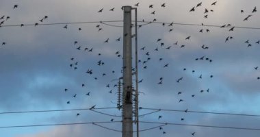 Bir Avrupa sığırcık sürüsü (Sturnus vulgaris) kablolar üzerinde tünemektedir. Occitanie, Fransa