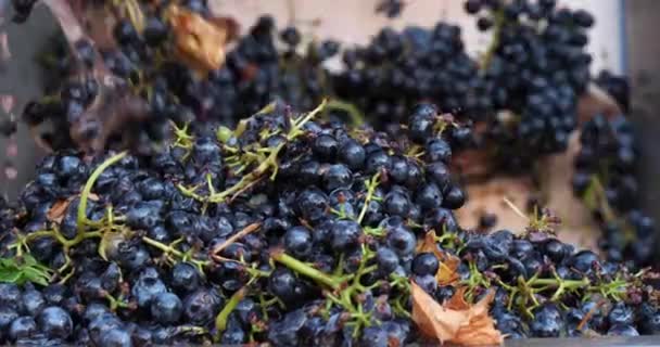 Taşıma Bandındaki Üzümler Pic Saint Loup Occitanie Fransa — Stok video