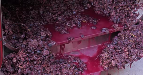 Vinfabrik Claret Pic Saint Loup Herault Occitanie Frankrike Druvor Och — Stockvideo