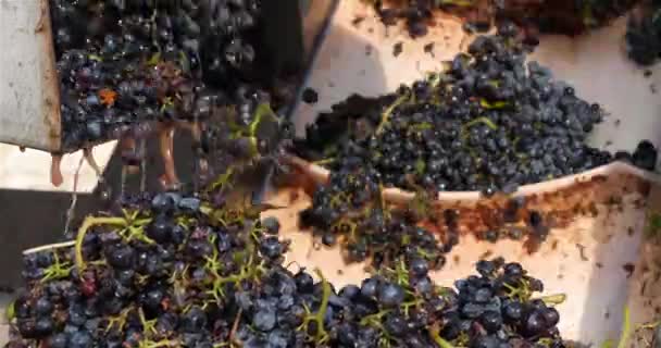 Uvas Cinta Transportadora Pic Saint Loup Occitanie Francia — Vídeo de stock