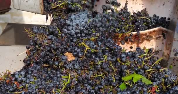 Winogrona Przenośniku Pasek Pic Saint Loup Occitanie Francja — Wideo stockowe