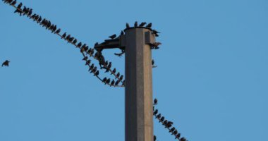 Bir Avrupa sığırcık sürüsü (Sturnus vulgaris) kablolar üzerinde tünemektedir. Occitanie, Fransa