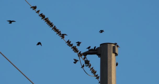 Stado Szpaków Europejskich Sturnus Vulgaris Grzęzawisko Napowietrznych Przewodach Occitanie Francja — Wideo stockowe