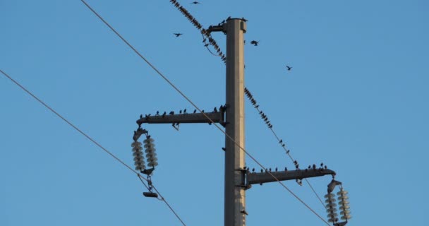 一群欧洲的雏鸟栖息在头顶的铁丝网上 法属波利尼西亚 — 图库视频影像