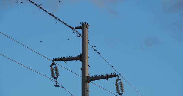 Una Bandada Estorninos Europeos Sturnus Vulgaris Descansan Sobre Cables Aéreos — Vídeos de Stock