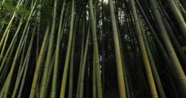 Egzotik bambular ormanı.