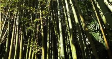 Egzotik bambular ormanı.