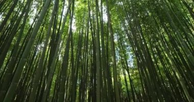 Egzotik bambular ormanı.