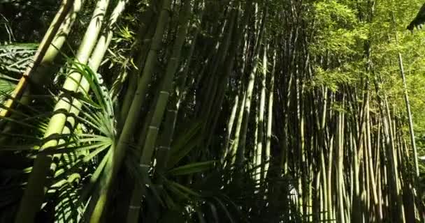 Egzotik Bambular Ormanı — Stok video