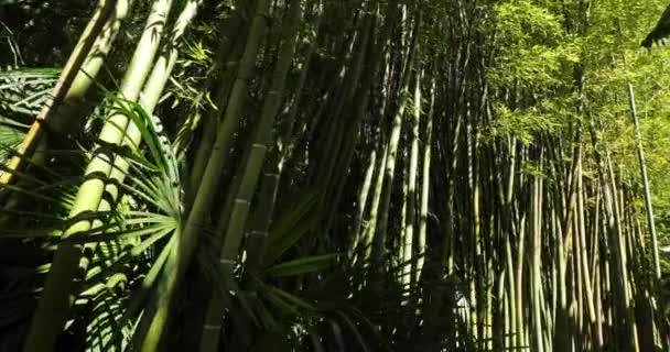 Wald Aus Exotischen Bambusen — Stockvideo