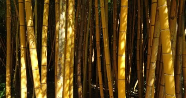 Bosque Bambúes Exóticos — Vídeos de Stock