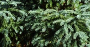 Cunninghamia, selvi familyasından ebediyen yeşil kozalaklı ağaçların bir türüdür.