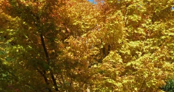 Acer Palmatum Während Der Herbstsaison — Stockvideo