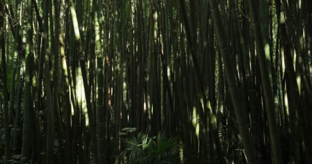 Egzotik Bambu Ormanları — Stok video