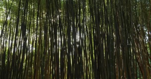 Vorboten Exotischer Bambusse — Stockvideo