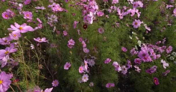 Cosmos Bipinnatus Allgemein Als Gartenkosmos Oder Mexikanischer Aster Bezeichnet — Stockvideo