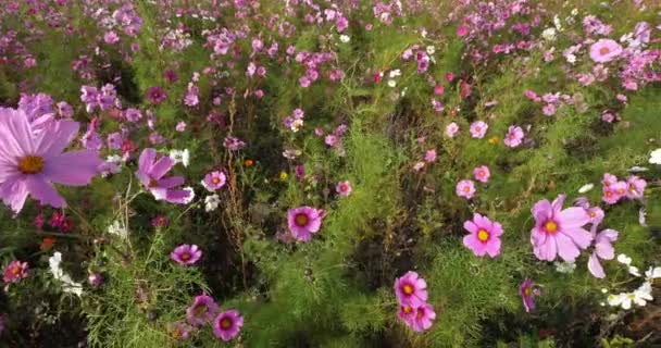 Cosmos Bipinnatus Communément Appelé Cosmos Jardin Aster Mexicain — Video