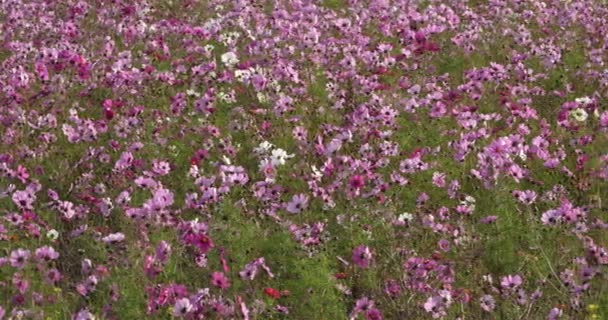 Cosmos Bipinnatus Algemeen Genaamd Tuin Kosmos Mexicaanse Aster — Stockvideo