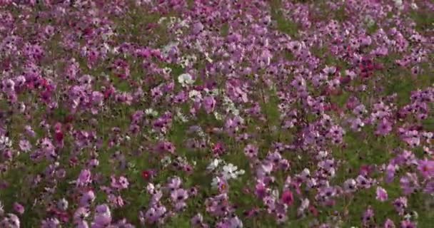 Cosmos Bipinnatus Κοινώς Ονομάζεται Κήπος Σύμπαν Μεξικού Aster — Αρχείο Βίντεο