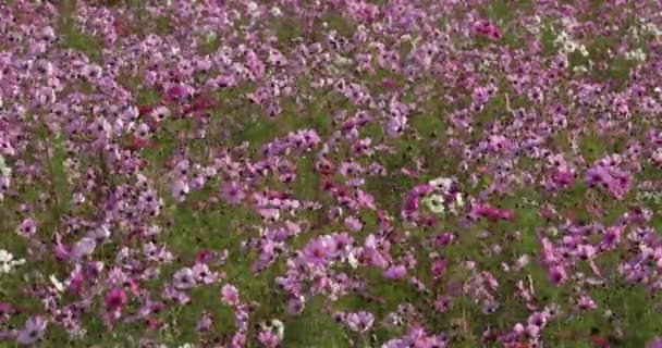 Cosmos Bipinnatus Κοινώς Ονομάζεται Κήπος Σύμπαν Μεξικού Aster — Αρχείο Βίντεο