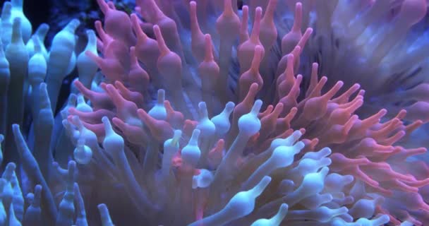 Анемона Бульбашковим Наконечником Entacmaea Quicolor Вид Морського Анемона — стокове відео
