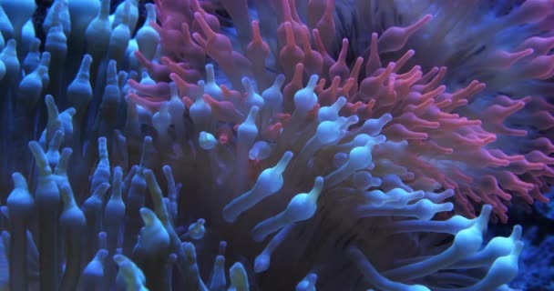 Анемона Бульбашковим Наконечником Entacmaea Quicolor Вид Морського Анемона — стокове відео