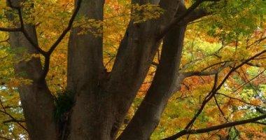 Japon karaağacı ya da keyaki olarak da bilinir.