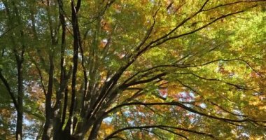 Japon karaağacı ya da keyaki olarak da bilinir.