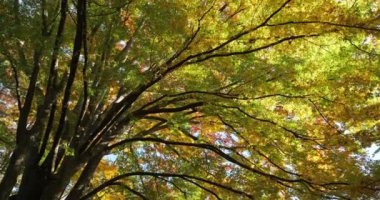Japon karaağacı ya da keyaki olarak da bilinir.