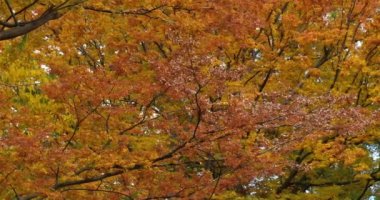 Japon karaağacı ya da keyaki olarak bilinen Japon zelkova ve Maclura pomifera, yaygın olarak Osage portakalı, çit ya da çit elma ağacı olarak bilinir.